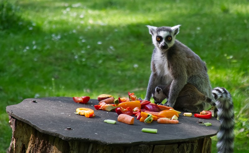 lemurien-qui-mange-madagascar