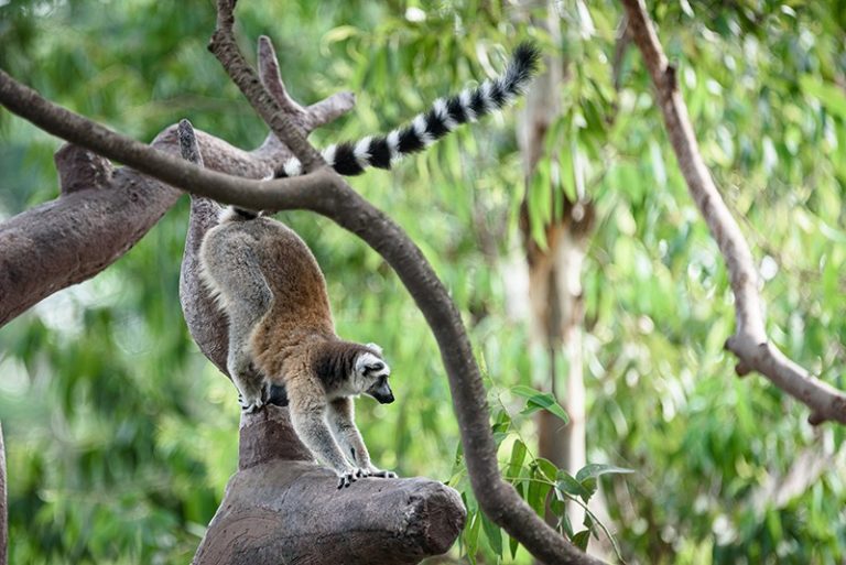lemurien-sauvage-madagascar