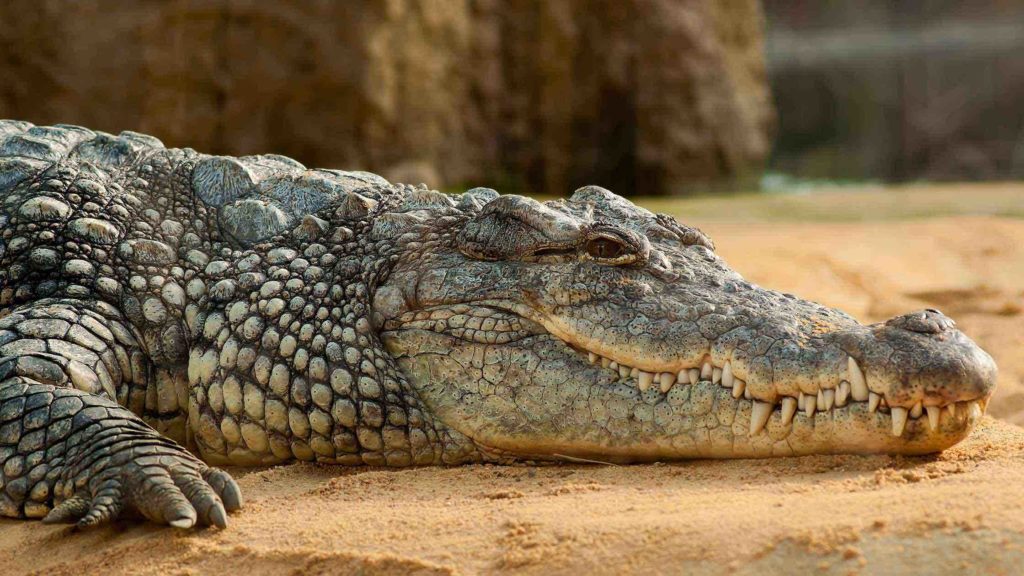 Crocodiles du Nil à Madagascar