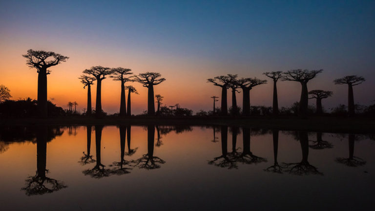couche soleil soir madagascar baobab